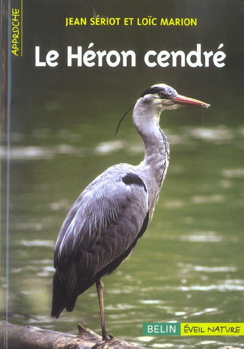 Le héron cendré