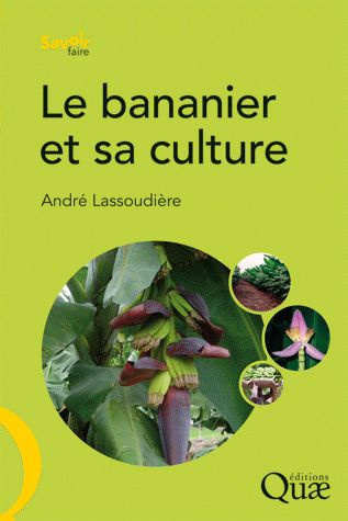 LE BANANIER ET SA CULTURE