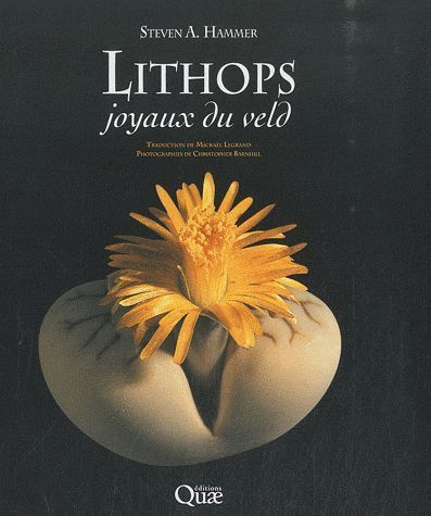 LITHOPS, JOYAUX DU VELD