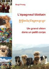 L'épagneul tibétain. Un grand chien dans un petit corps