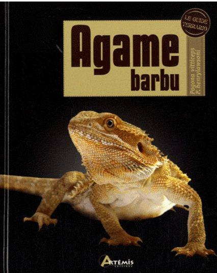 Agame barbu. Pogona vitticeps P. henrylawsoni