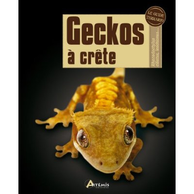 Geckos à crête. Rhacodactylus ciliatus, leachianus...