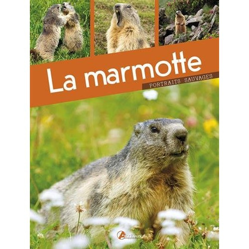 La marmotte