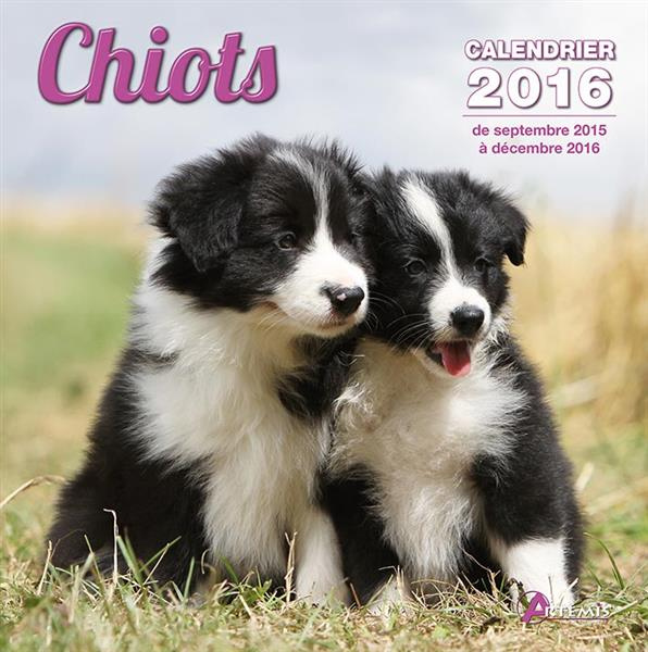 CALENDRIER CHIOTS - 2016