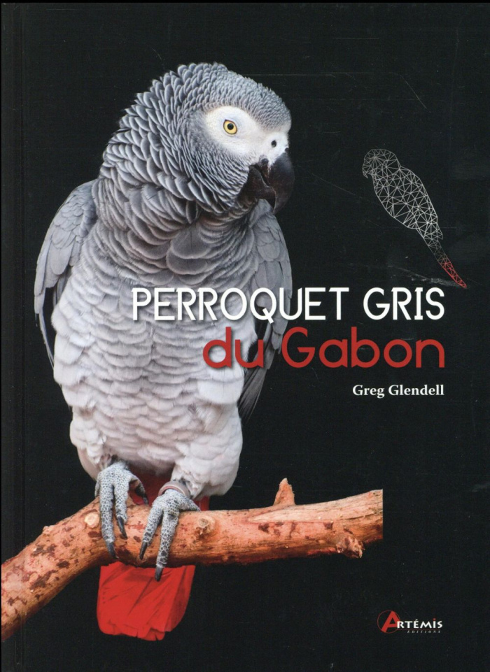 Perroquet gris du Gabon