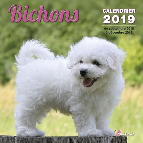 Bichons. Edition 2019