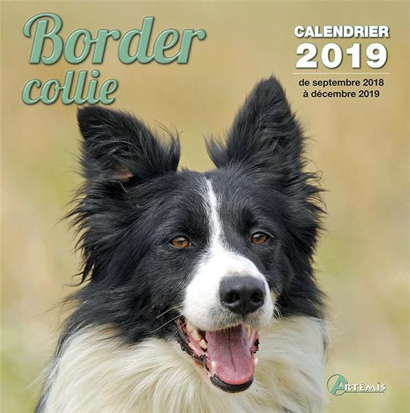 Border collie. Edition 2019