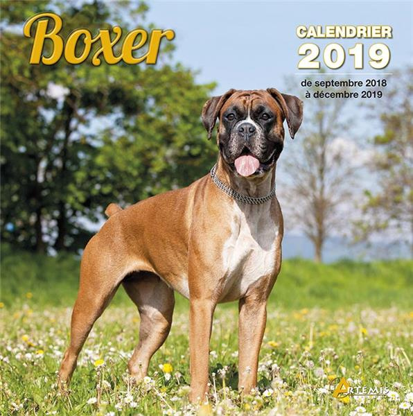 Boxer. Edition 2019
