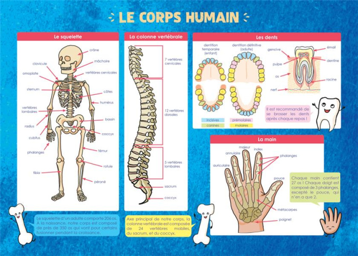 LES POSTERS DE L'ECOLE : LE CORPS HUMAIN