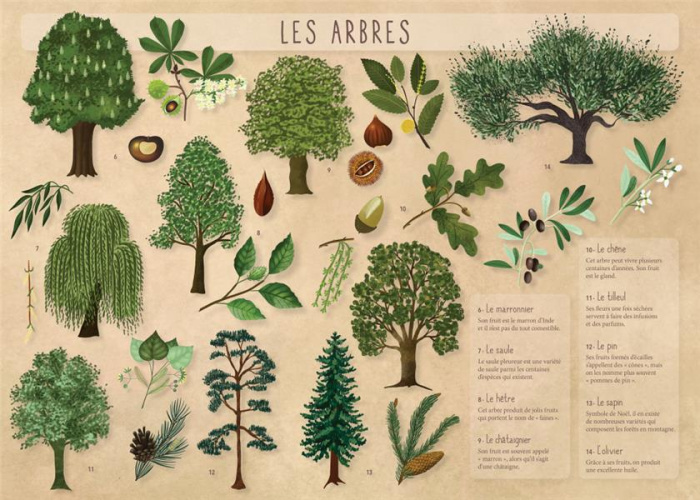 LES POSTERS DE L'ECOLE : LES ARBRES
