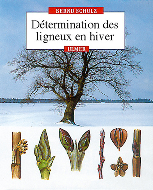 Détermination des ligneux en hiver