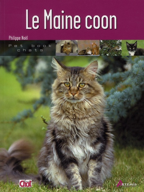 Le Maine coon