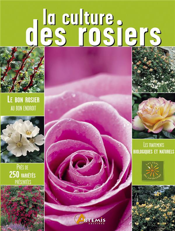 La culture des rosiers