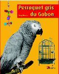PERROQUET GRIS DU GABON