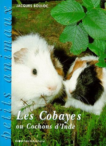 Les cobayes ou cochons d'Inde