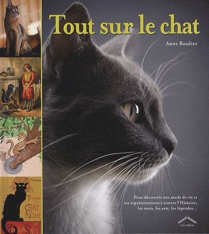 Tout sur le chat