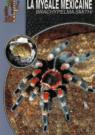 La mygale mexicaine. Brachypelma Smithi