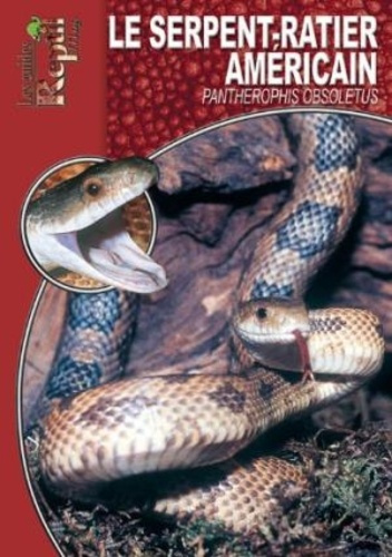 Le serpent ratier. Orthiophis Taeniurus