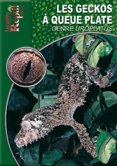 Les geckos à queue plate. Genre Uroplatus