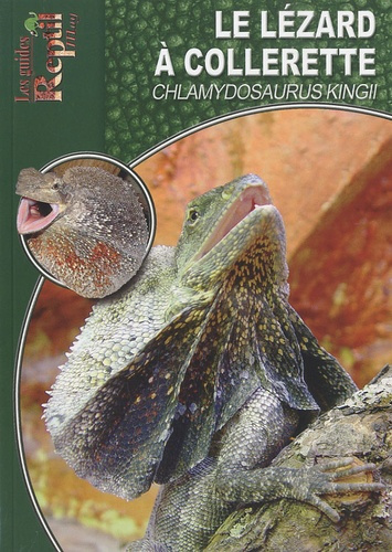 Le lézard à collerette. Chlamydosaurus kingii