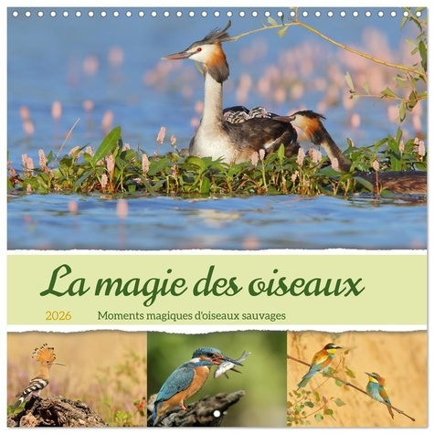 HEILAND_SABINE-MAGIE_OISEAUX_CALENDRIER_MURAL_CARRE_202_-_MOMENTS_MAGIQUES_D_OISEAUX_SAU-9783457303405_0