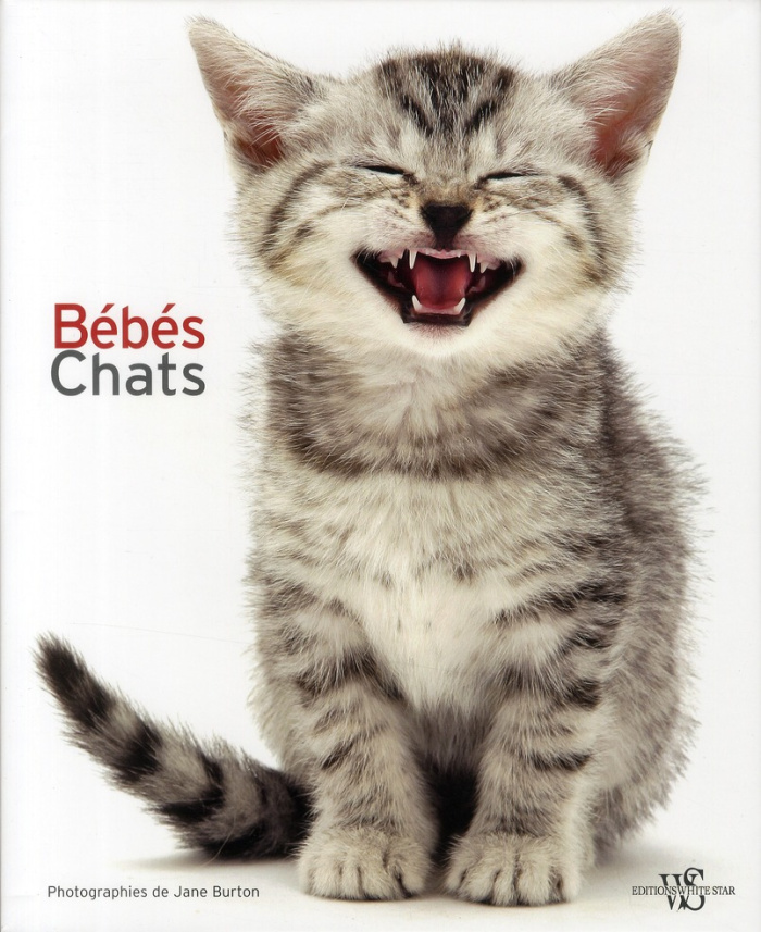 bebes-chats_0