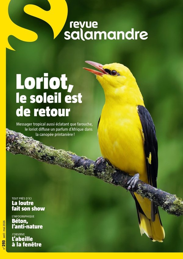 collectif-la-salamandre-n-293-avril-2026_0