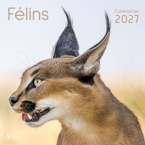 collectif-ouvrage-calendrier-felins-2027-2027_0