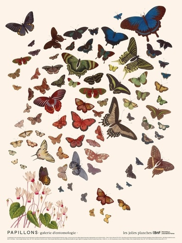 collectif-planche-papillons-30-x-40_0