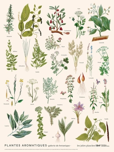 collectif-planche-plantes-aromatiques-30-x-40_0