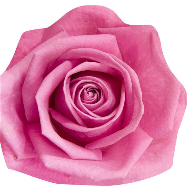 cousin-nathalie-roses_0