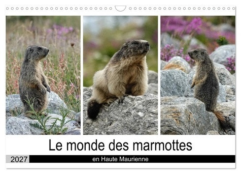 denis-michel-monde-marmottes-en-haute-maurienne-calen-la-vie-trepidente-de-marmottes_0