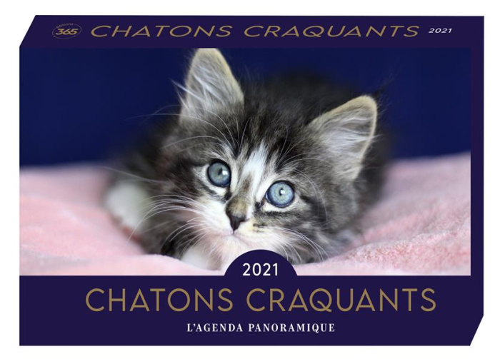 editions-365-chatons-craquants-edition-2021_0