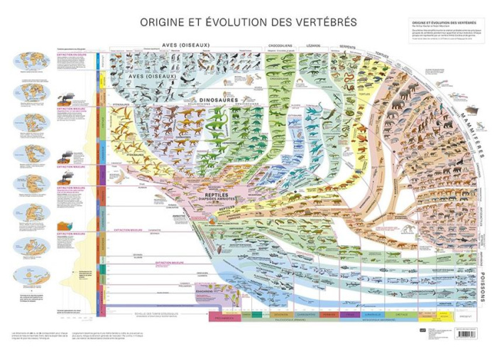 escher-arthur-3b-marchant-robin-origine-et-evolution-des-vertebres-poster_0