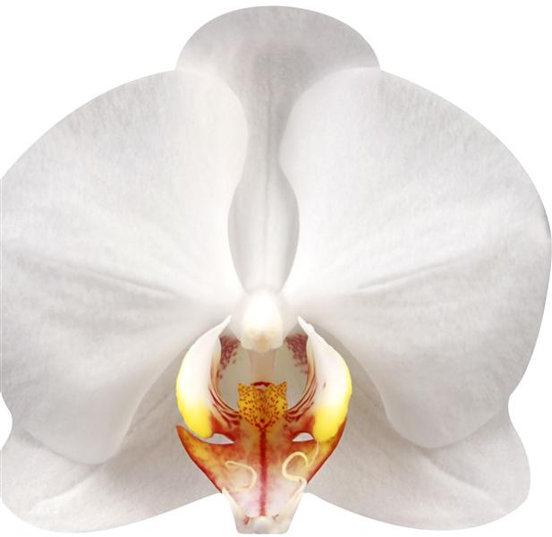 garnaud-valerie-orchidees_0