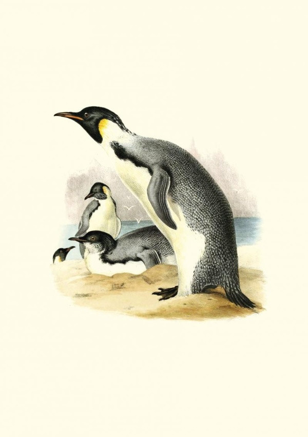 hood-fitch-walter-carnet-erebus-et-terror-en-antarctique_0