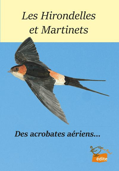 le-piaf-les-hirondelles-et-martinets-des-acrobates-aeriens_0