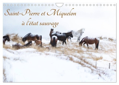 pol-gregory-saint-pierre-et-miquelon-a-etat-sauvage-un-petit-bout-de-france-meconn_0
