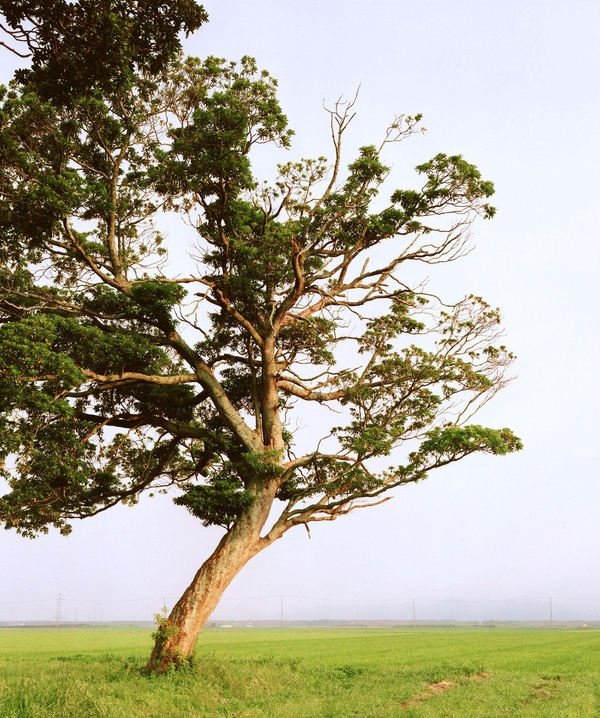 tsunami-trees_0