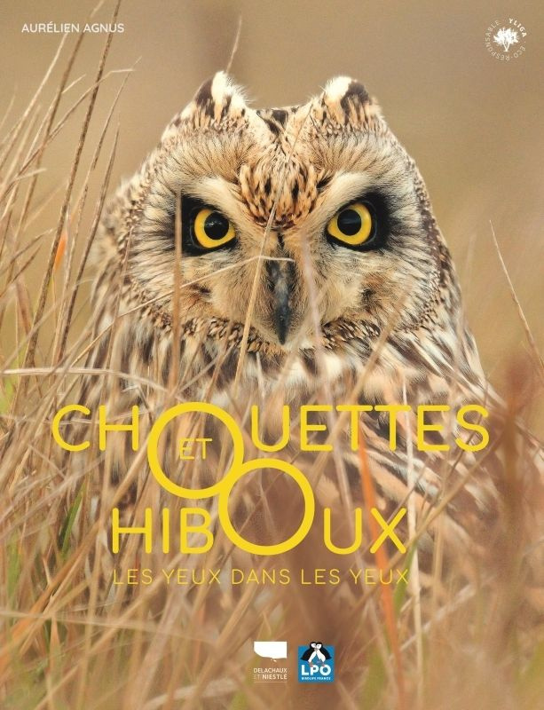 xxx-chouettes-et-hiboux_0