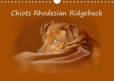 CHIOTS RHODESIAN RIDGEBACK CALENDRIER MURAL 2018 DIN A4 HORI - PHOTOGRAPHIES DE CHIOTS DE RHO - VAN WYK WWW.G