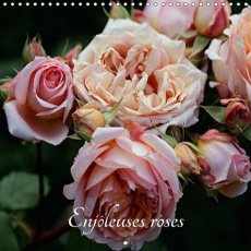 ENJOLEUSES ROSES CALENDRIER MURAL 2018 300 300 MM SQUARE - CALENDRIER DE PHOTOS DE ROSES - BRILLARD T
