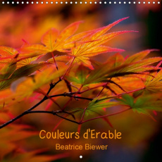 COULEURS D'ERABLE (CALENDRIER MURAL 2019 300 * 300 MM SQUARE) - LES FORMES GRACILES ET LES COULEURS - BIEWER BEATRICE