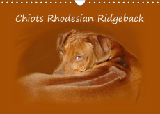 CHIOTS RHODESIAN RIDGEBACK (CALENDRIER MURAL 2019 DIN A4 HORIZONTAL) - PHOTOGRAPHIES DE CHIOTS DE RH - VAN WYK - WWW.GERMAN