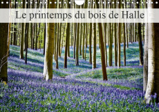 LE PRINTEMPS DU BOIS DE HALLE (CALENDRIER MURAL 2019 DIN A4 HORIZONTAL) - HALLERBOS, LA FORET FEERIQ - PATRICK BOMBAERT