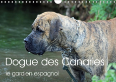 DOGUE DES CANARIES LE GARDIEN ESPAGNOL (CALENDRIER MURAL 2019 DIN A4 HORIZONTAL) - CHIEN DE RACE ESP - WOBST PETRA