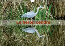 LE HERON CENDRE (CALENDRIER MURAL 2019 DIN A4 HORIZONTAL) - PORTRAIT D'UN OISEAU : LE HERON CENDRE D - CASAERT PATRICK