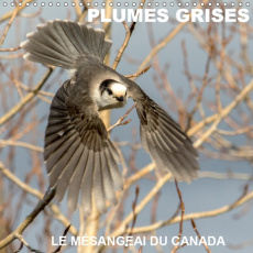 PLUMES GRISES - LE MESANGEAI DU CANADA (CALENDRIER MURAL 2019 300 * 300 MM SQUARE) - RENCONTRE AVEC - HENRY PHILIPPE