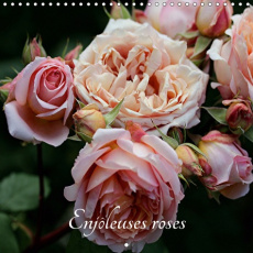 ENJOLEUSES ROSES (CALENDRIER MURAL 2019 300 * 300 MM SQUARE) - CALENDRIER DE PHOTOS DE ROSES INEDITE - BRILLARD THIERRY