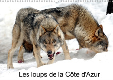Les loups de la Côte d'Azur. Un parc à loups a été créé dans le Mercantour et a accueilli ses premie - Hanel Alain